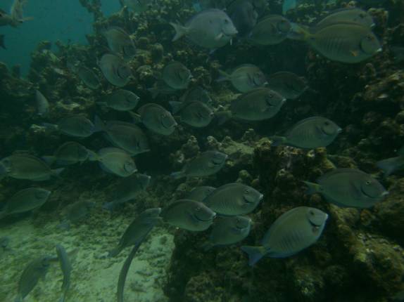 Maravilhoso snorkel na praia de Chastanet, em Soufriere, sul de Santa Lúcia